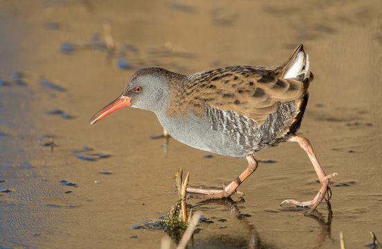 Water Rail On Ice