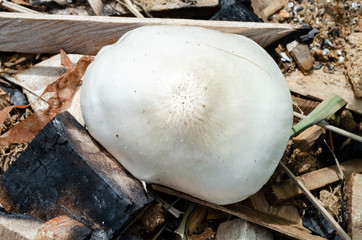 Looking Down At Smooth Pluteus Petasatus Mushroom Cap