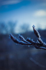 A branch of a tree covered with frost. Snow and ice on a frozen twig in cold autumn and winter.