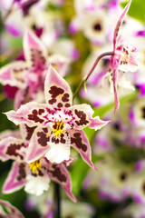 beautiful and rare pink, purple, white orchid flowers