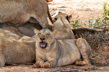 Lions resting in the Savannah