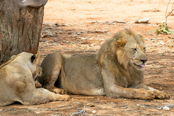 Lions resting in the Savannah