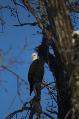 bald eagle on tree