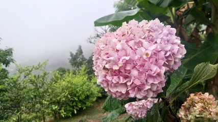 Hortensias rosadas