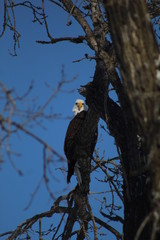 eagle in tree