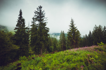 Coniferous trees in a rainy foggy forest