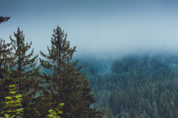 Coniferous trees in a rainy foggy forest