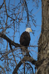 bald eagle in tree