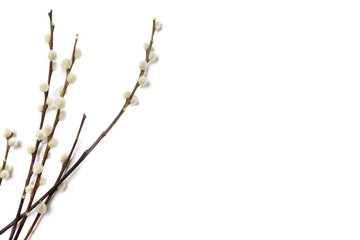 Willow branch on white background
