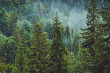 Mysterious foggy coniferous forest © alipko