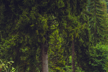 Fototapeta premium Coniferous trees in a rainy foggy forest