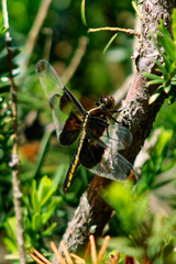dragonfly on tree