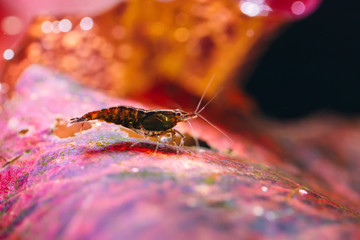Big fire red or cherry dwarf shrimp with green background in fresh water aquarium tank.