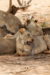 Naklejka na ściany i meble Lions resting in the Savannah