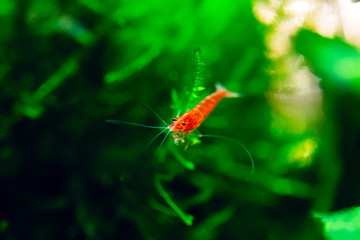 Big fire red or cherry dwarf shrimp with green background in fresh water aquarium tank.