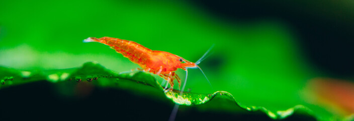 Big fire red or cherry dwarf shrimp with green background in fresh water aquarium tank.