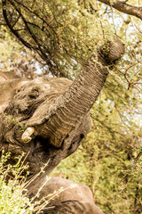 Elefante