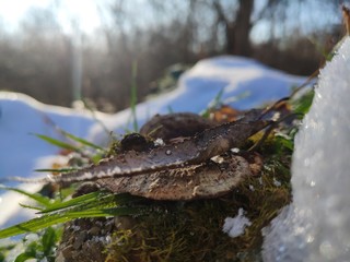 My first experience with mobile photography