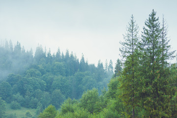 Fototapeta premium Coniferous trees in a rainy foggy forest