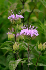 flower in the garden