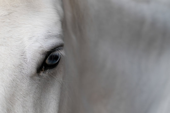 Close-up of one white horse's head with eye