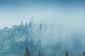 Conifères dans une forêt brumeuse pluvieuse