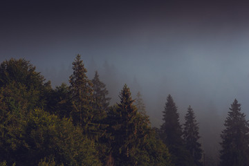 Coniferous trees in a rainy foggy forest