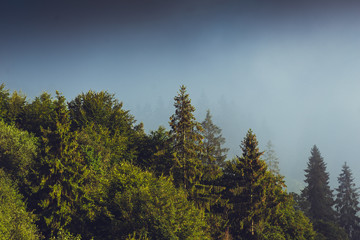 Mysterious foggy coniferous forest