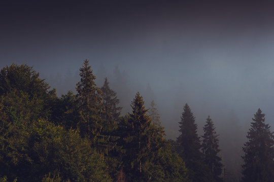 Coniferous trees in a rainy foggy forest © alipko