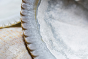 Sea shells were left on the table after the children's play.