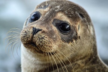 Fototapeta scotland wildlife beach photography seal obraz