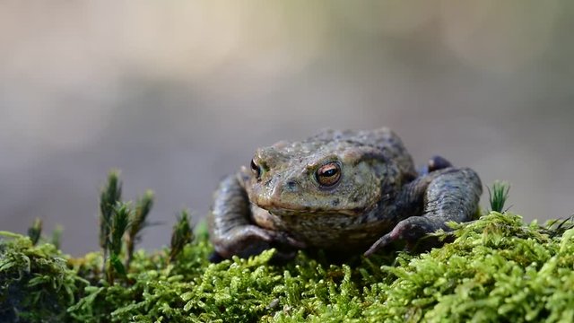 Common toad / European toad (Bufo bufo) on moss crawling out of sight