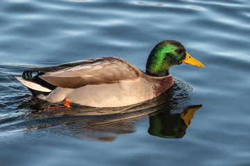 Birds flying floating lake reflection white grey black goose seagull duck nature wildlife park natural the Lough Cork Ireland