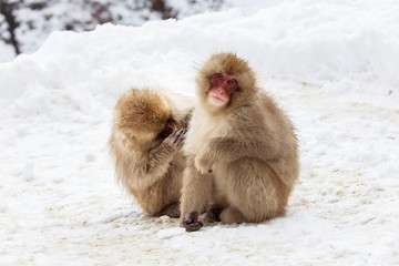 Japanese macaque grooming on snowy road