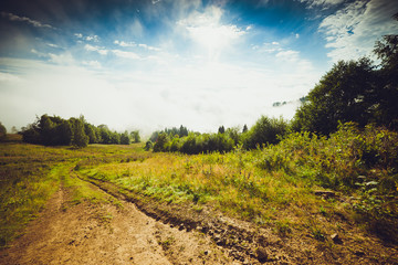 Mysterious foggy coniferous forest