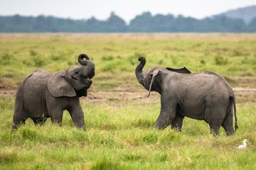 Two young elephants playing together in Africa, cute animals in the Amboseli park in Kenya