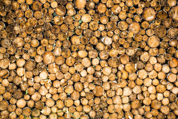 Round teak woods trees circle stumps cutted group. Deforestation. Tree stumps background. Pieces of teak wood stump background. Round teak wood stump