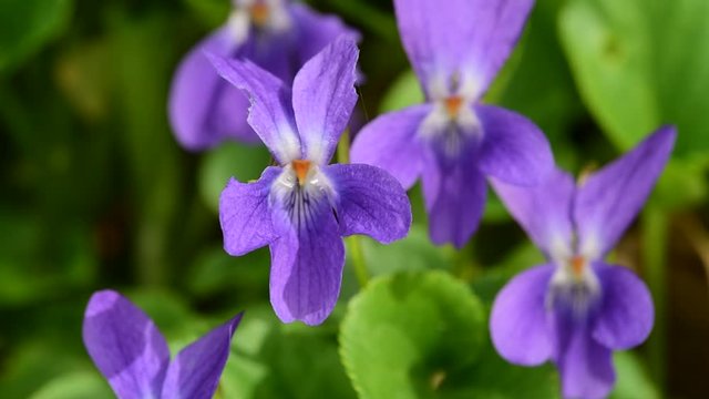Early dog-violet / pale wood violet (Viola reichenbachiana / Viola sylvestris) in flower in spring