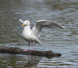 Seagull on Log in Water