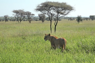 A lion walks on the African savannah in the Tanzanian Serengeti park.