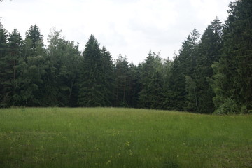 Fototapeta na wymiar Very green meadow and forest in the Kirnitzschtal, Saxon Switzerland