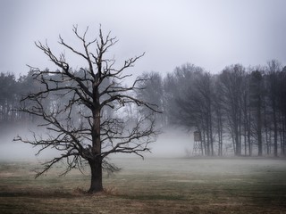 tree in fog