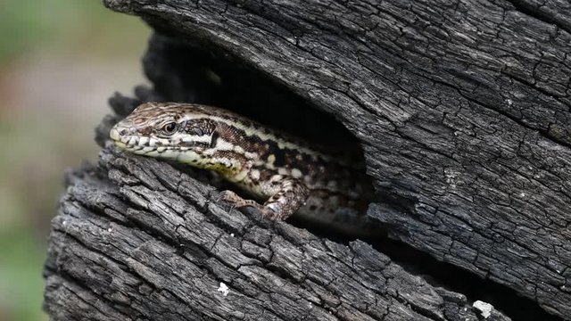 Common wall lizard (Podarcis muralis / Lacerta muralis) emerging from gap in scorched tree trunk