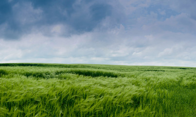 Obraz premium rye green field with in front of storm clouds
