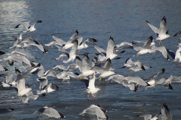 flock of seagulls