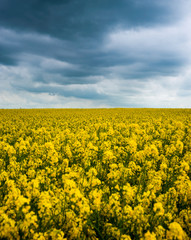 yellow blooming canola and grey storm clouds.thunderstorm is coming soon.