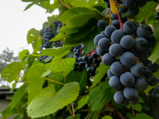 Purple grapes growing in a graden