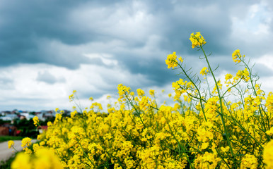 bloming rapeseed at the thunderstorm sky