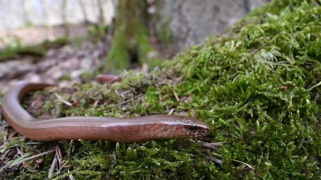 Male common slowworm / blindworm (Anguis fragilis) close up of head with flicking tongue