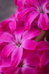 Fototapeta na wymiar Pink hyacinth flowers macro background with selective focus